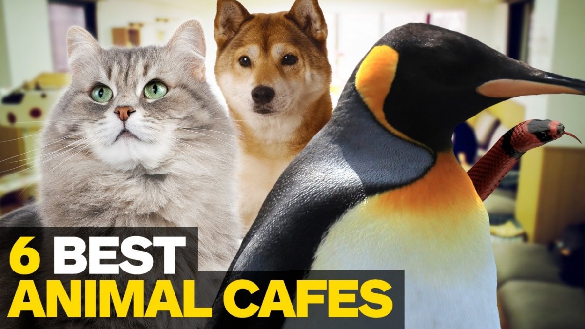 Artistry in Games 6-Best-Animal-Cafes-in-Tokyo 6 Best Animal Cafes in Tokyo News  Tourist tokyo things to do Snake japan IGN feature dog Cat Cafe Animal  