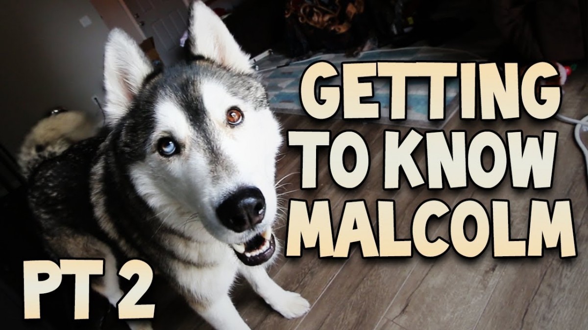 Artistry in Games Getting-To-Know-Malcolm-Part-2 Getting To Know Malcolm Part 2! News  Two to testing Test silly siberian puppy puppers pets part mexican malcolm know husky huskies getting to know malcolm getting gassymexican gassy funny dog animals  