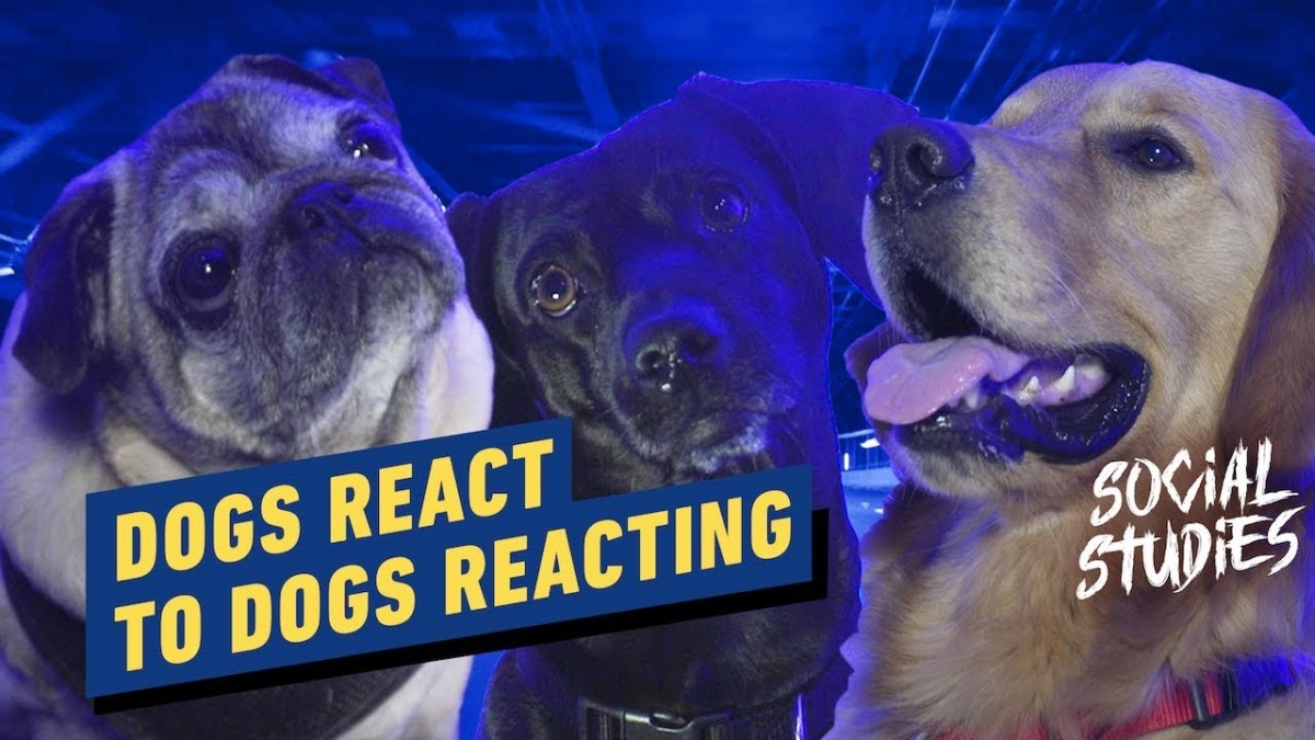 Artistry in Games Dogs-React-to-Dogs-Reacting-to-John-Wick-Chapter-3-Social-Studies Dogs React to Dogs Reacting to John Wick Chapter 3 - Social Studies News